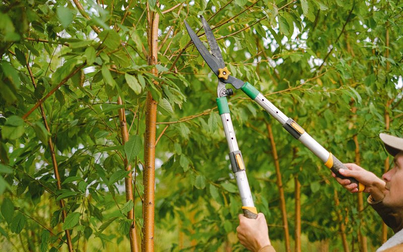 Tree trimming in Garden City, TX