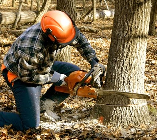 Tree Removal in Garden City, TX